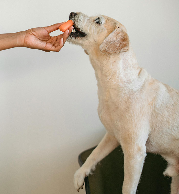 Dog being fed a carrot by hand, related to digestive health and stomach gurgling.