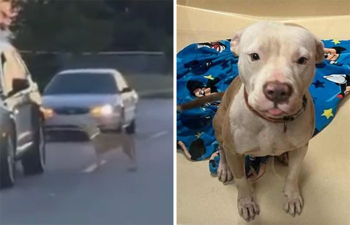 Meet Olivia, A Smart Pup Who Stopped Every Car In Traffic Asking For Help