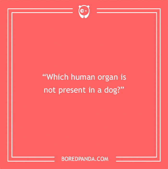 Fun Dog Trivia About All The Good Bois And Gals