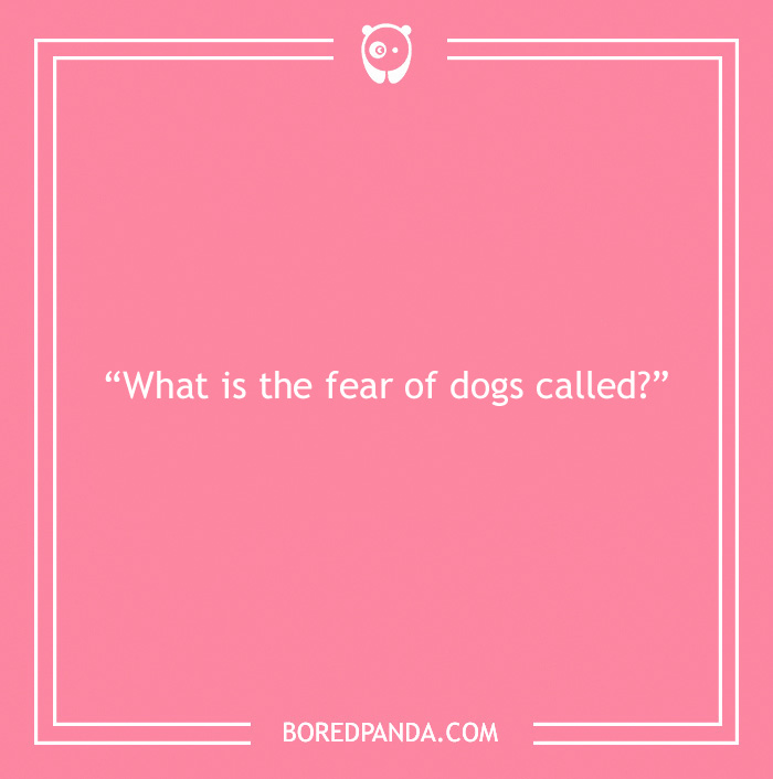 Fun Dog Trivia About All The Good Bois And Gals