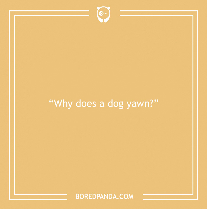 Fun Dog Trivia About All The Good Bois And Gals