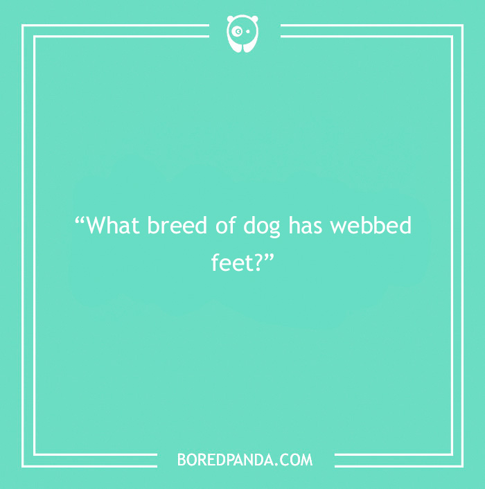 Fun Dog Trivia About All The Good Bois And Gals