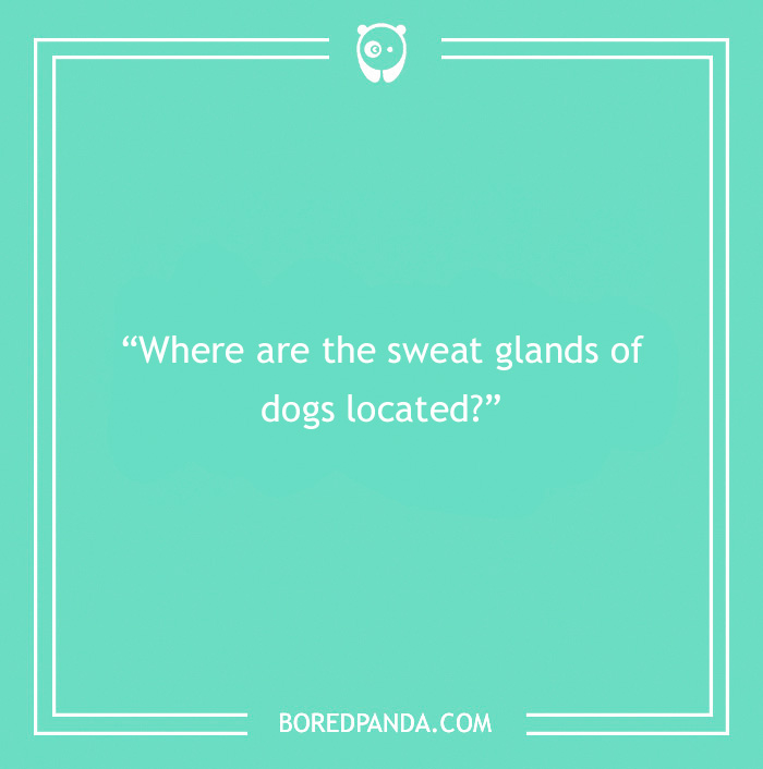 Fun Dog Trivia About All The Good Bois And Gals