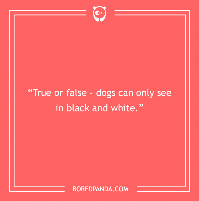 Fun Dog Trivia About All The Good Bois And Gals