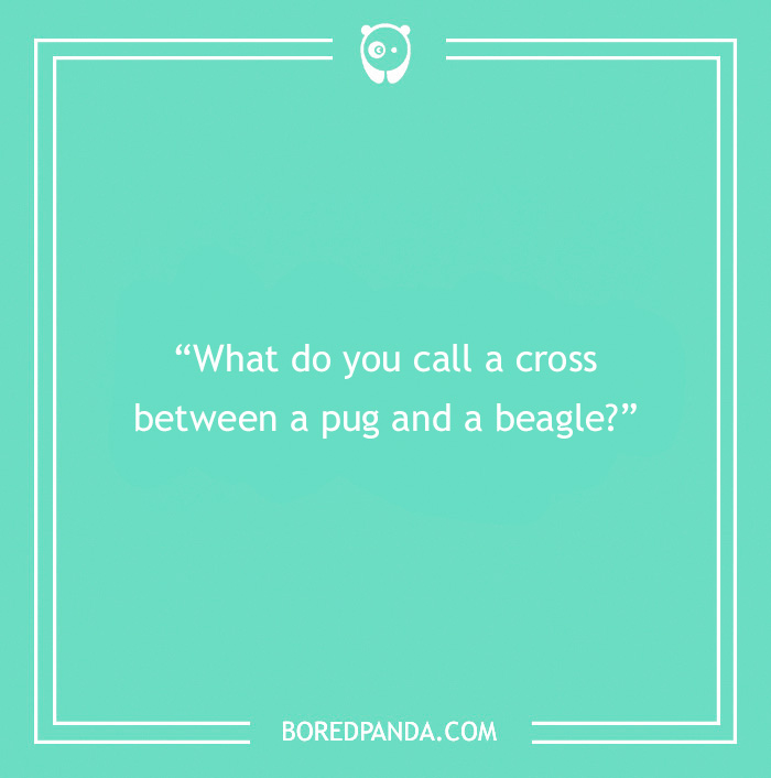 Fun Dog Trivia About All The Good Bois And Gals