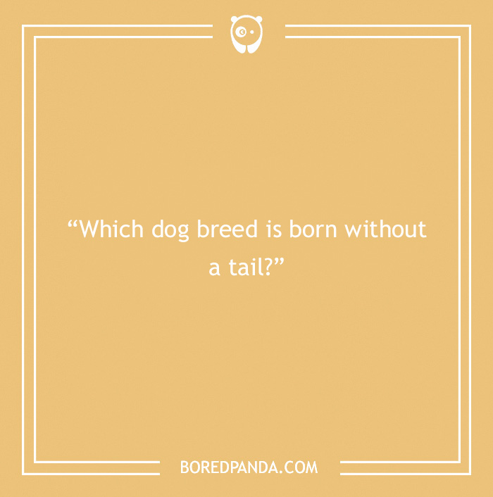 Fun Dog Trivia About All The Good Bois And Gals