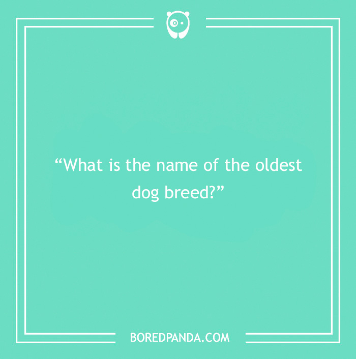 Fun Dog Trivia About All The Good Bois And Gals