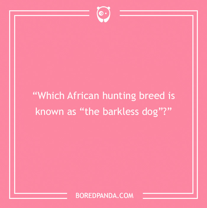 Fun Dog Trivia About All The Good Bois And Gals