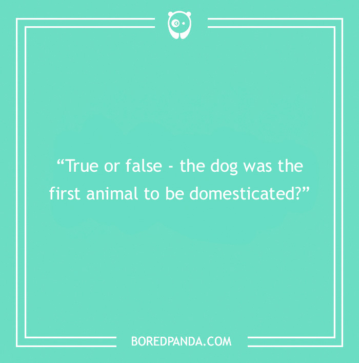 Fun Dog Trivia About All The Good Bois And Gals