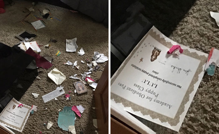 Tell Me How My Dog Chewed Everything She Could Find In My Room But The Only Thing She Didn't Chew Was Her Obedience School Certificate