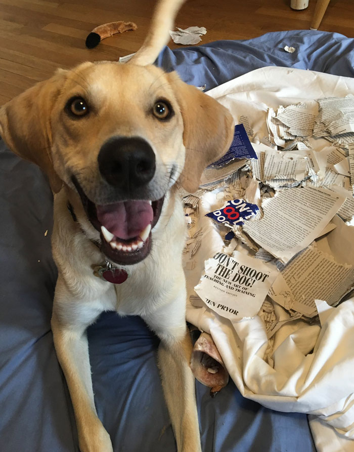 Not The First Thing She’s Chewed Up, Not The Last. Here’s Her With A Copy Of Don’t Shoot The Dog