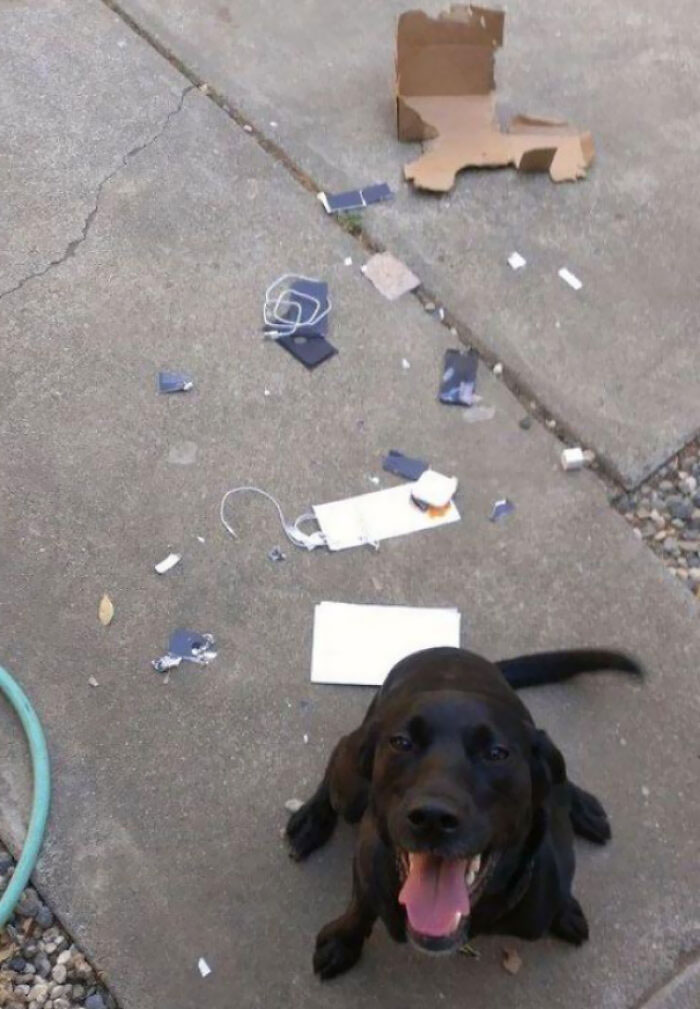 Oh How Wonderful, The Dog Fetched A Delivery Package