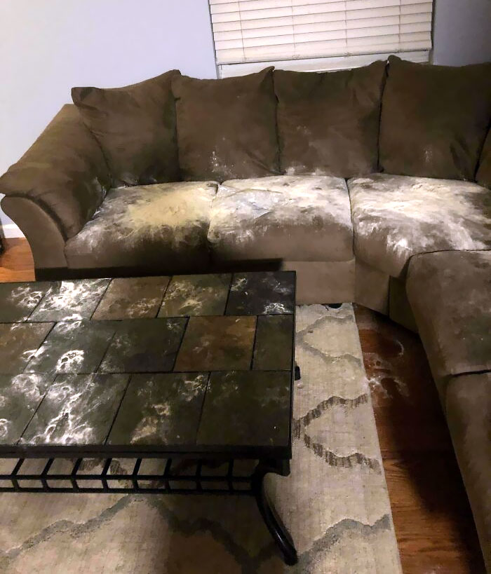 Our Boxer Puppy Got Into A Bag Of Flour, Took It To The Sofa And Did This
