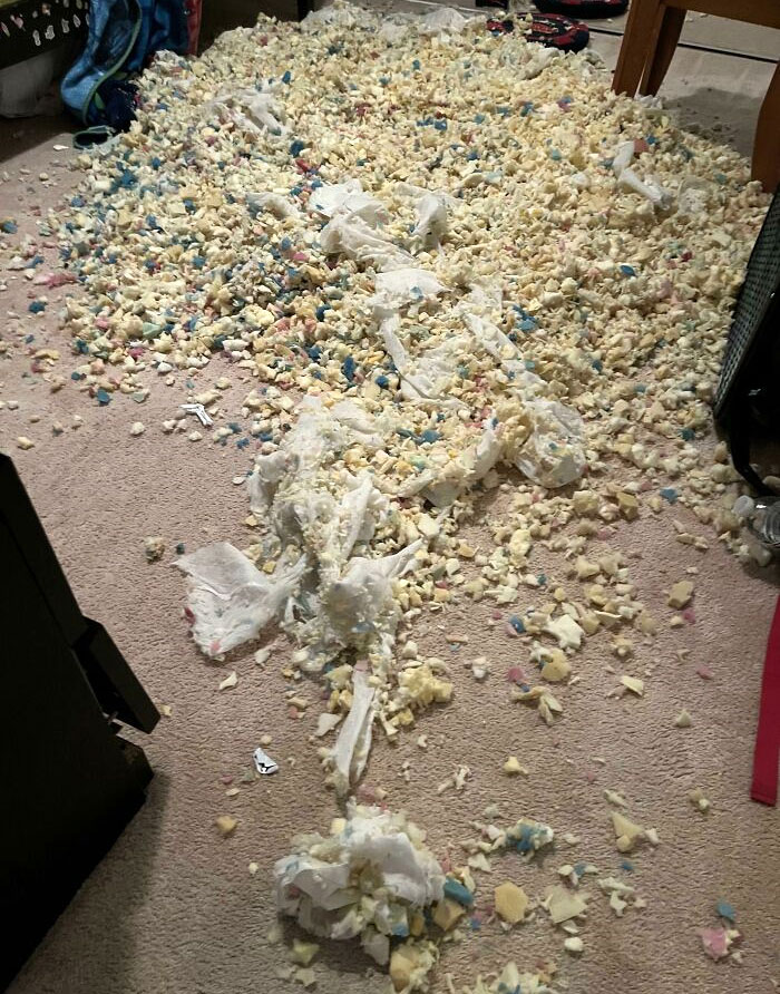 Heard My Dogs Were Getting Rowdy In The Other Room And Didn’t Think Much Of It. This Was Their Dog Bed