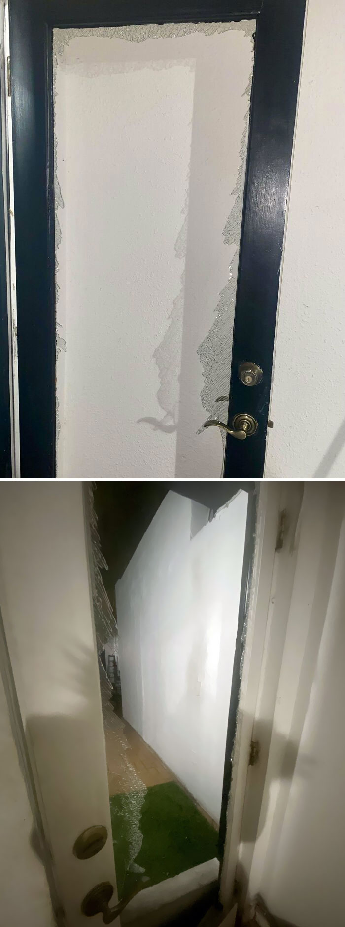 Dog Ran Through Closed Glass Door. Dog Won