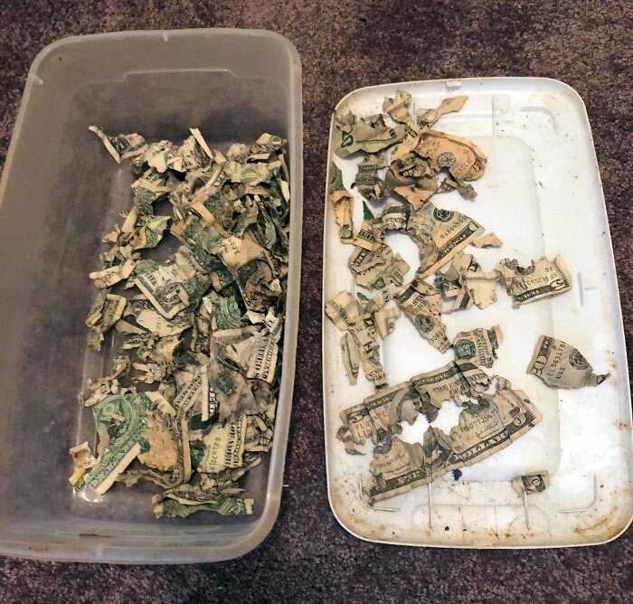 My Dog Found My Rainy Day Stash And Ate It