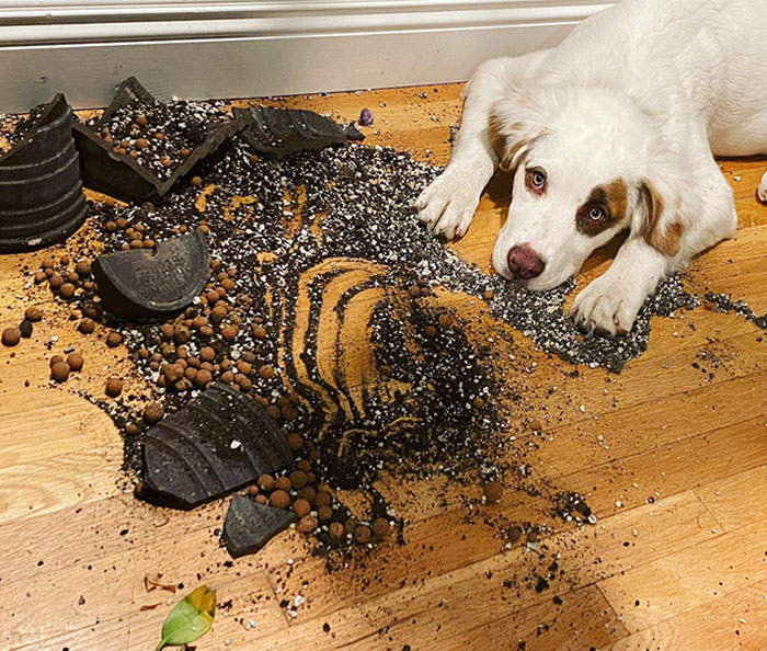 Just A Day In The Life