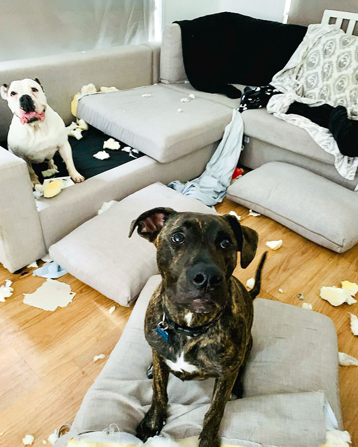 I'm So Thankful To My Bomb Dog And His Trusty Sidekick. The Jigsaw Have Once Again Saved Me From An Exploding Couch