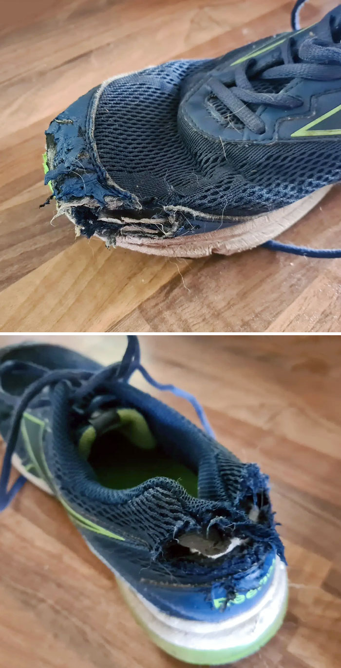 When Your Husband Asks You To Wash His Trainers, So You Leave Them By The Washing Machine. Then, Forget About Them And Later Discover The Pup Has Eaten Them