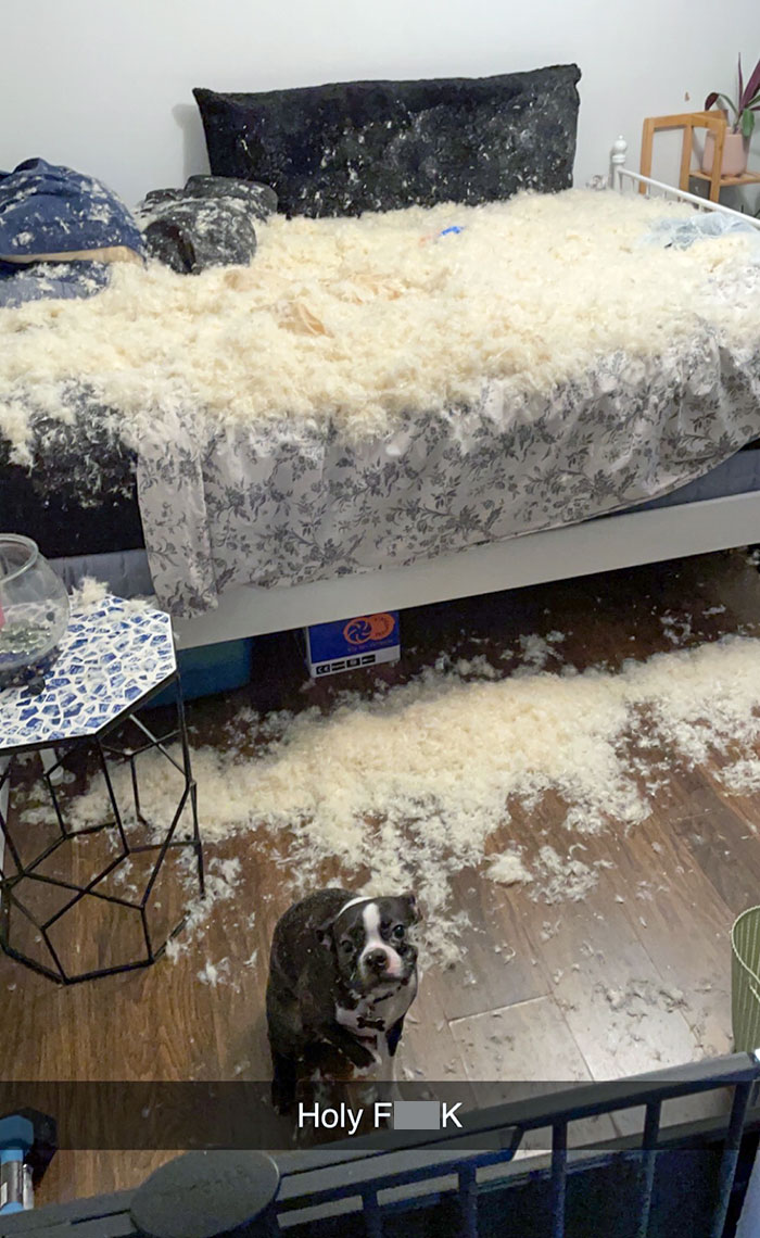 I Came Home From Work To Find Out My Dog Destroyed My Feather Pillow