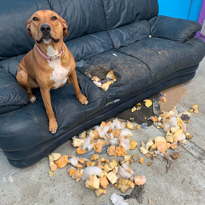 I Don’t Know What Happened, But We Were Just Running Around Playing When The Couch Exploded