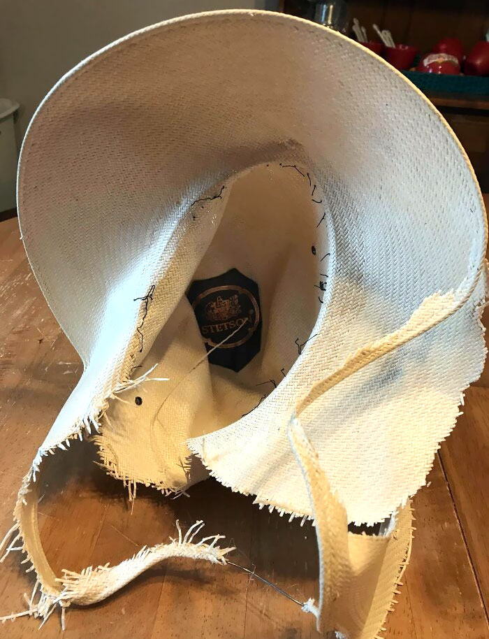My Wife Didn't Put Away Her $300.00 Stetson Hat. Our Dog Reminded Her