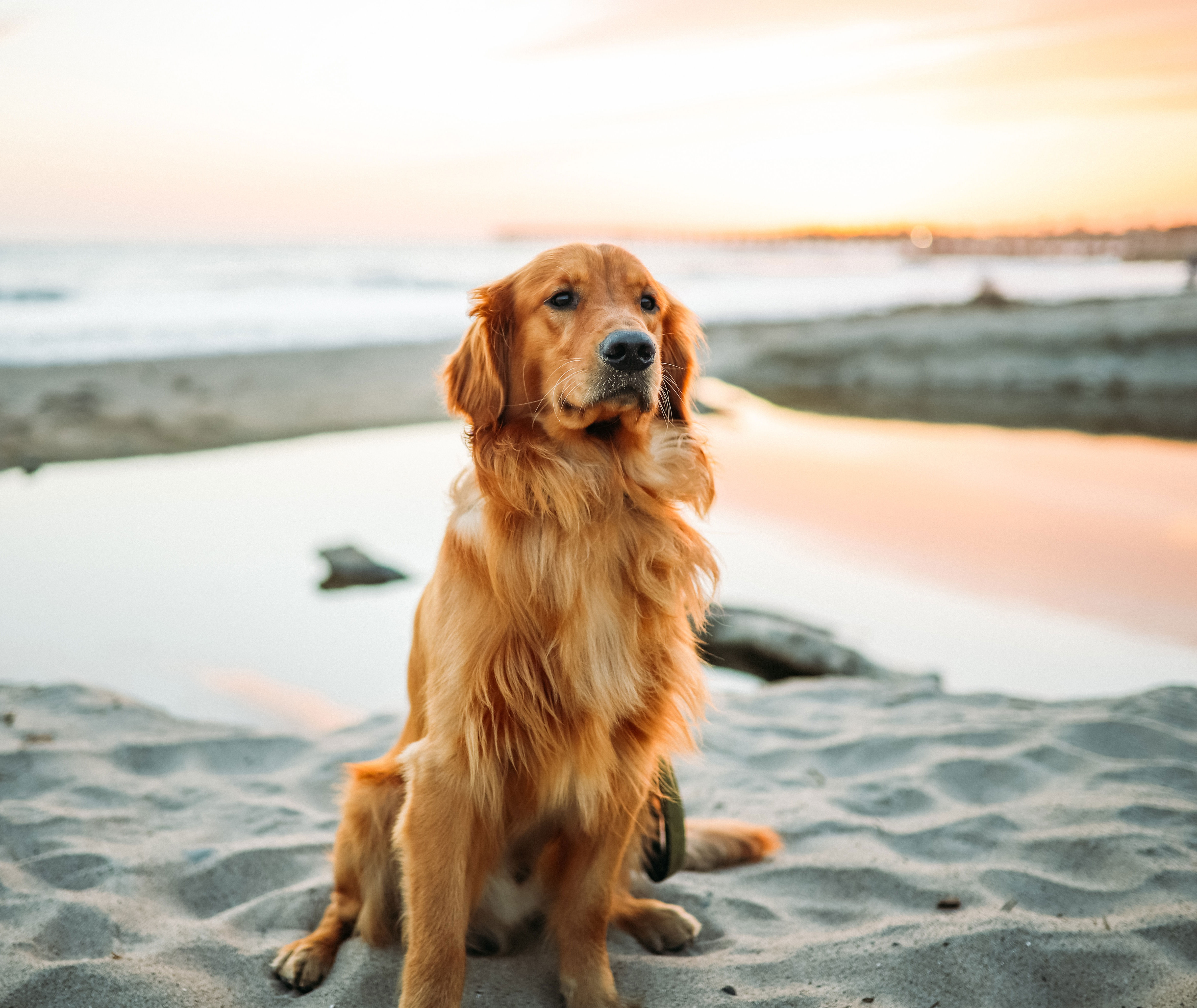 Golden retriever sitting in the sand