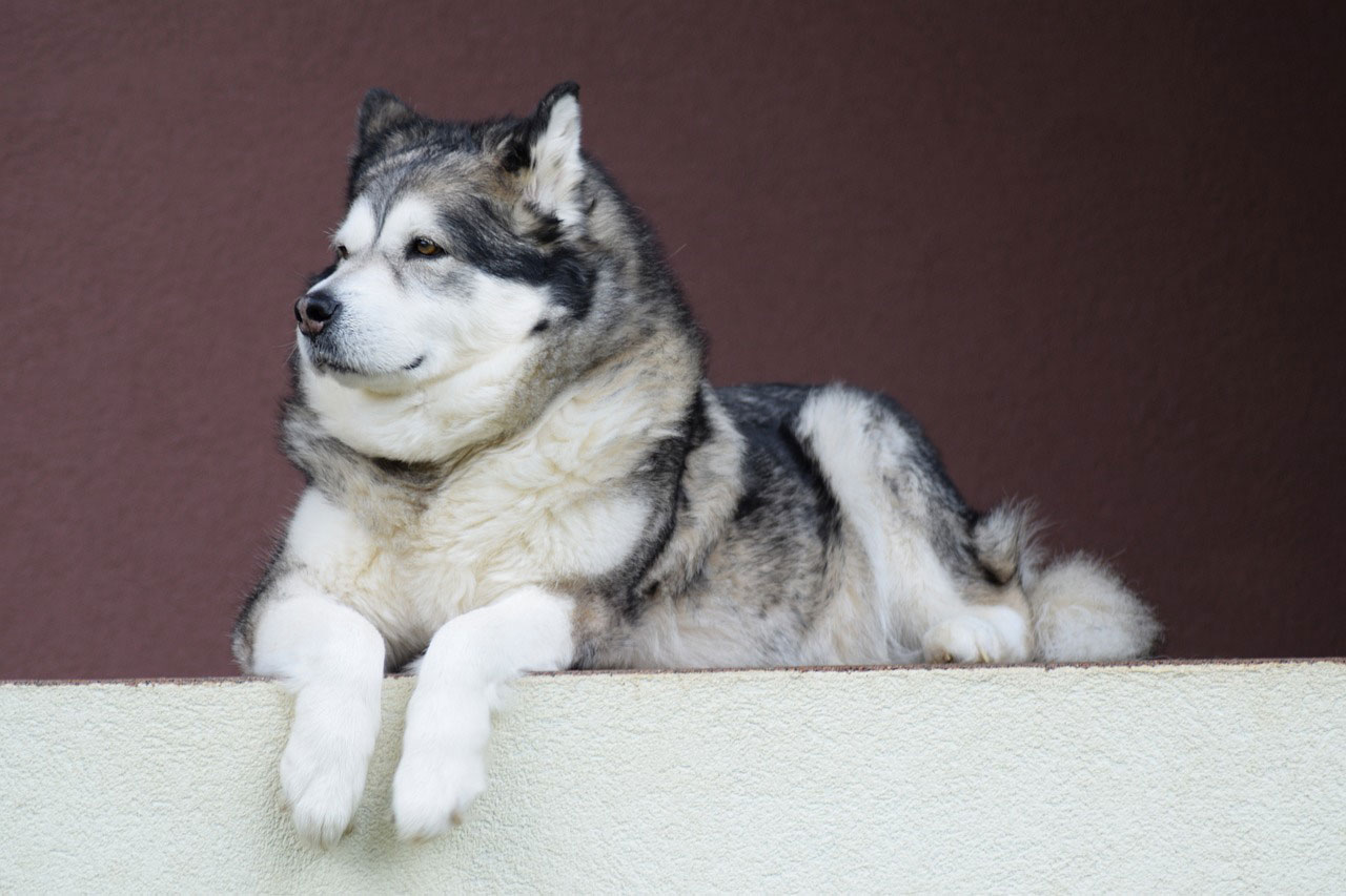 Alaskan Malamute looking at the distance
