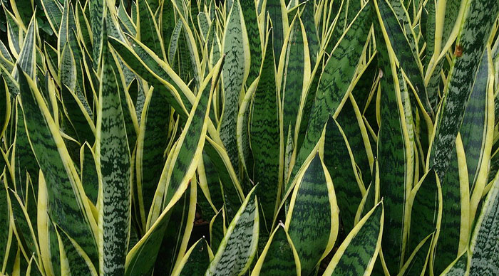 Image of Snake Plant&nbsp;(Dracaena trifasciata)