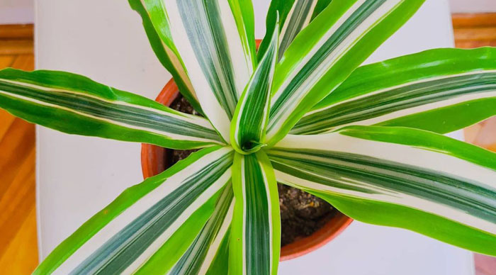 Image of Dracaena deremensis