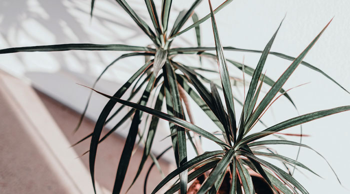 Image of Narrow-Leaf Dragon Tree&nbsp;(Dracaena angustifolia)
