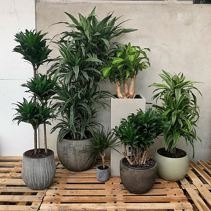 Image of multiple dracaena types. 
