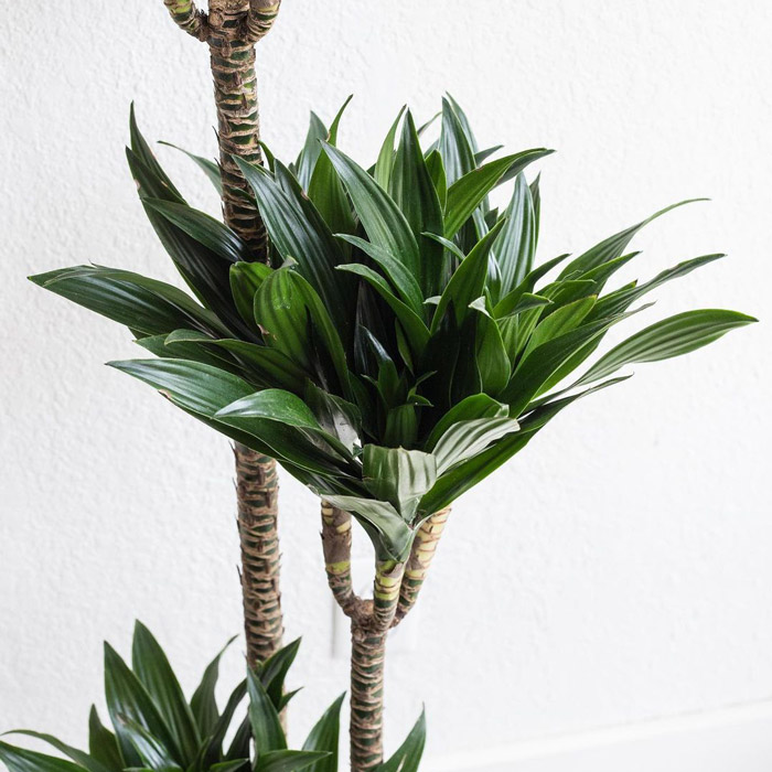 Image of dracaena.
