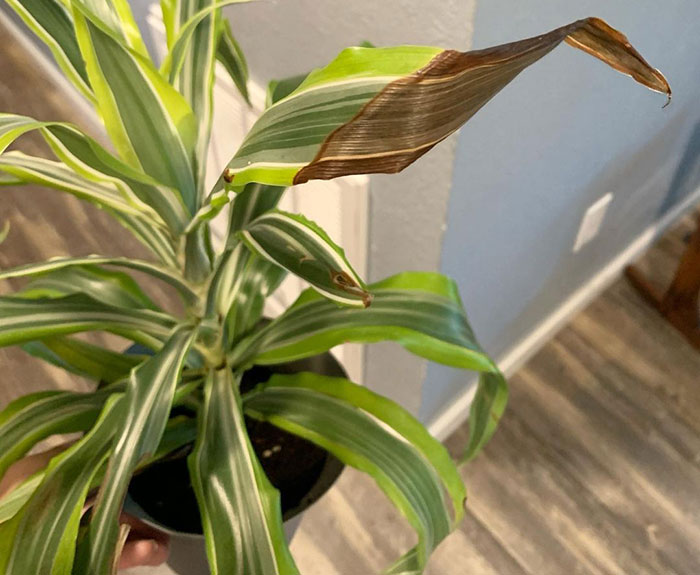 Image of a dracaena with dried brown leaves