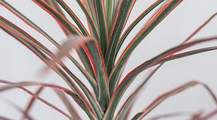 Image of Dragon Tree (Dracaena marginata)