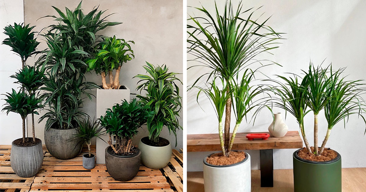 Dracaena A to Z: How To Care For This Easy-To-Grow Houseplant | Bored Panda