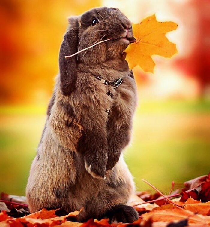 Not Mine-(But My Adorbs Bunny Hates Pics (Oreo)---But Still Cutte