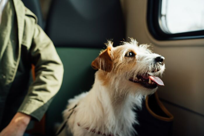 &ldquo;They Behave Better&rdquo; New Survey Shows That People Prefer Pets Over Children On Planes