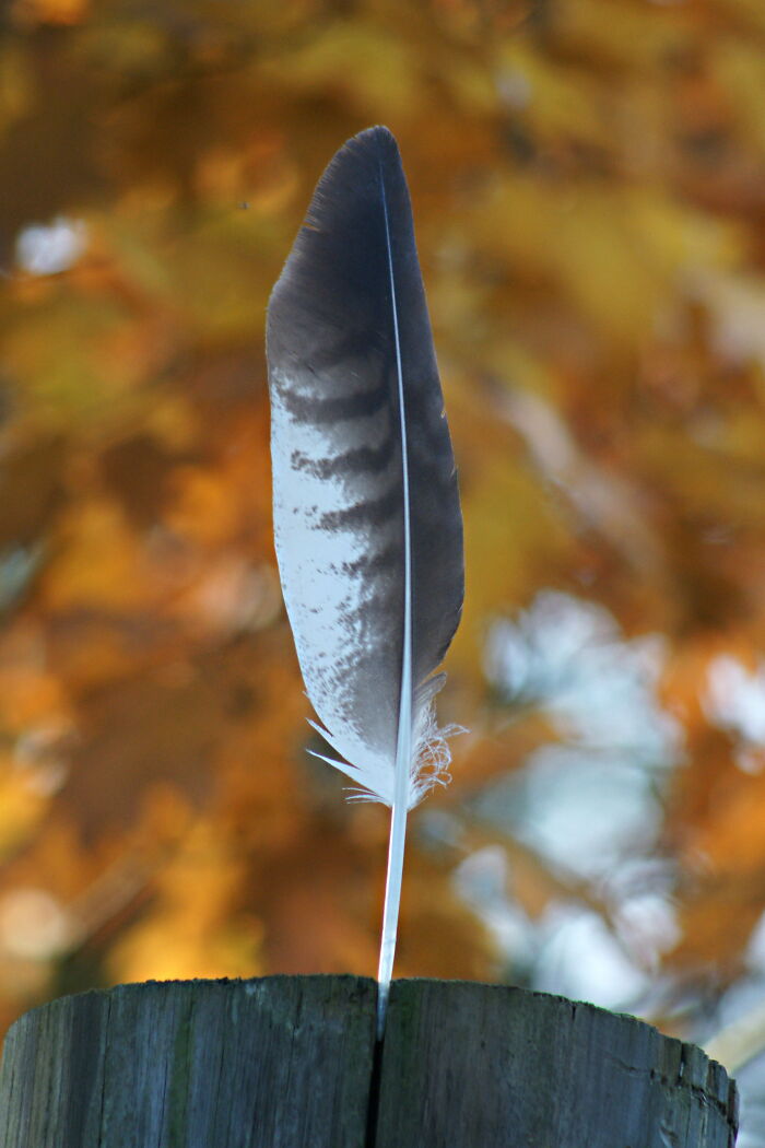 I Saw This On My Favourite Hiking Trail