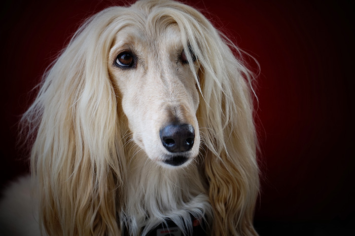 Floppy-eared Afghan Hound with long, silky hair against a dark red background. Floppy-eared Afghan Hound with long, silky hair against a dark red background.