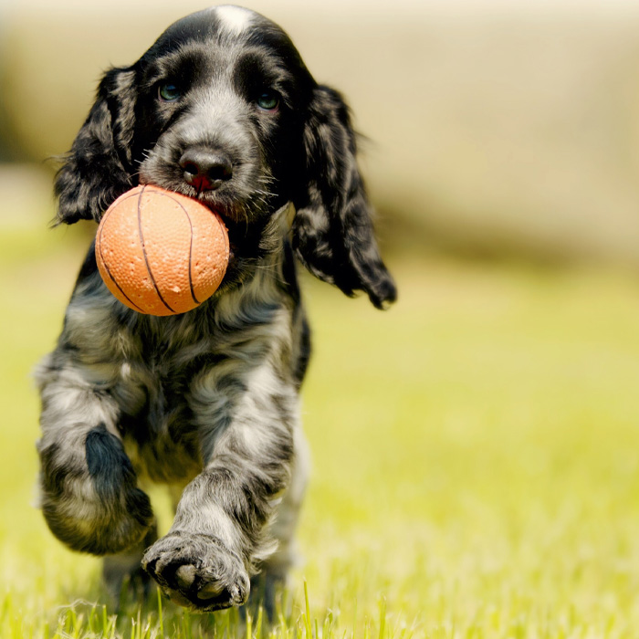 A playful dog with floppy ears holds a ball in its mouth on a grassy field. A playful dog with floppy ears holds a ball in its mouth on a grassy field.