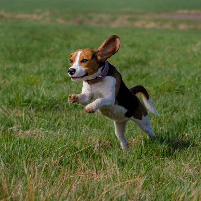 Beagle running in a grassy field with floppy ears, epitomizing playful dog breeds. Beagle running in a grassy field with floppy ears, epitomizing playful dog breeds.