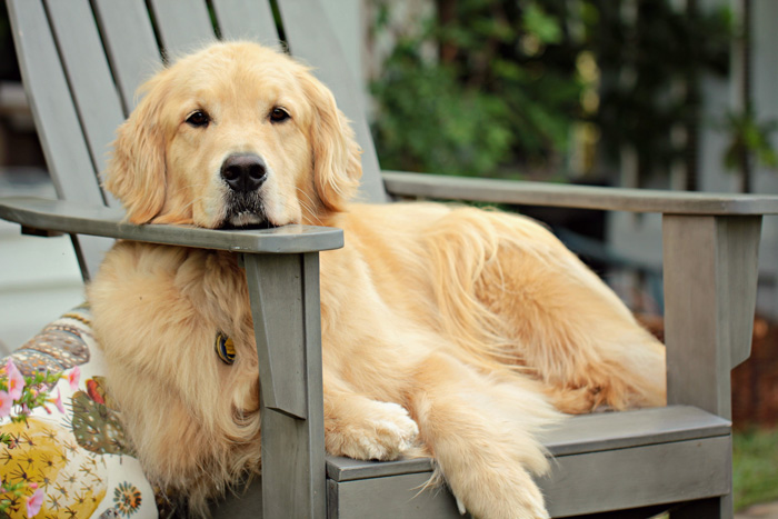 Golden Retriever with floppy ears lounging on a wooden chair outdoors. Golden Retriever with floppy ears lounging on a wooden chair outdoors.