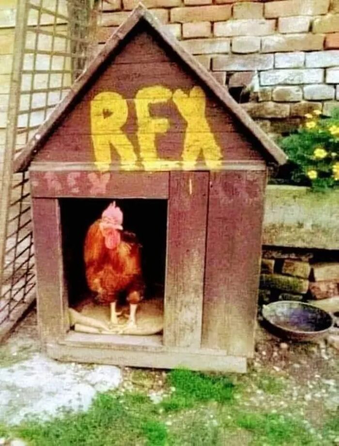 Funny-Birds-Threatening-Auras