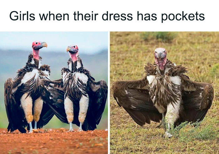 Funny-Birds-Threatening-Auras