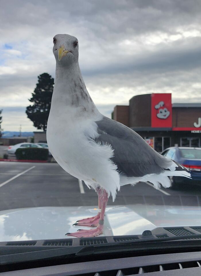 Funny-Birds-Threatening-Auras