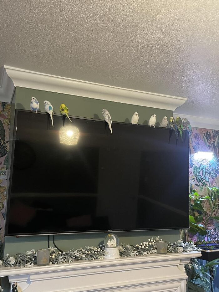 Funny-Birds-Threatening-Auras