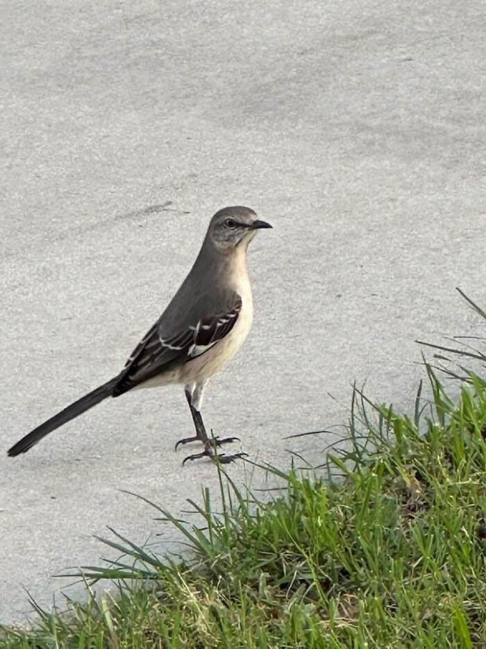 Funny-Birds-Threatening-Auras