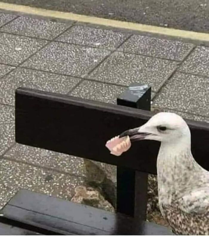 Funny-Birds-Threatening-Auras