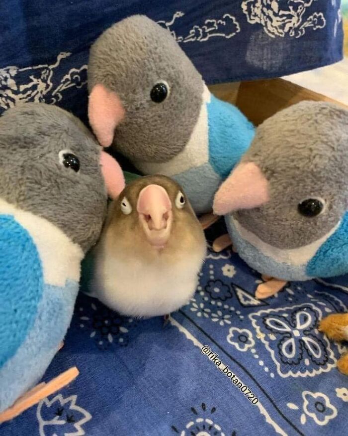 Funny-Birds-Threatening-Auras